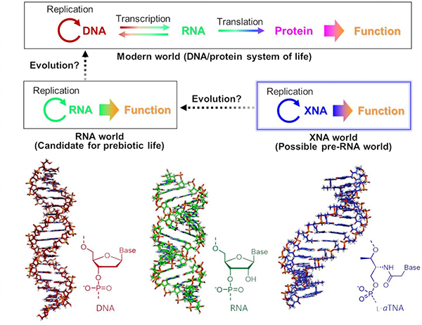 生命可能起源于类DNA分子:XNA