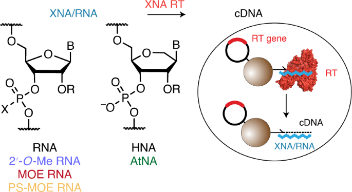 RNA 和 XNA 逆转录酶功能和保真度的发现和进化